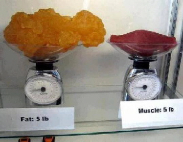 Fat to Muscle Fat to Muscle